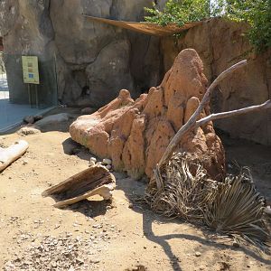 Meerkat Exhibit