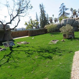 NEW Warthog/Tortoise Exhibit