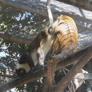 Lesser Spot-nosed Guenons