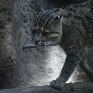 Prionailurus viverrinus