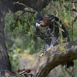 Spizaetus ornatus