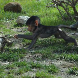 Papio hamadryas parenting