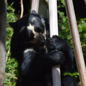 A bear hug (Tremarctos ornatus)