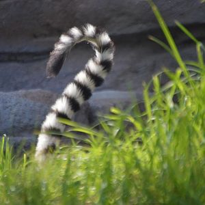 Find the lemur (Lemur catta)