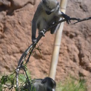 "I'm not touching you! Not touching you!" Chlorocebus pygerythrus