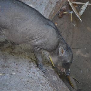 A "Baby-rusa" Babyrousa celebensis