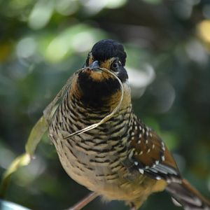 "Look at this, this is my stick" Ianthocincla ocellata