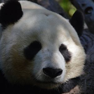 A sleepy legend, Ailuropoda melanoleuca