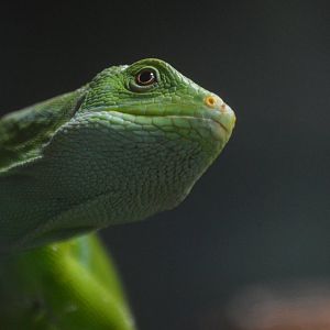 Brachylophus fasciatus