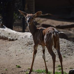 Tragelaphus imberbis