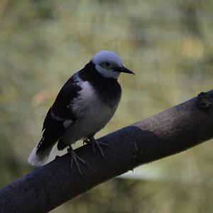 Gracupica nigricollis