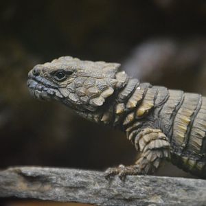 Ouroborus cataphractus