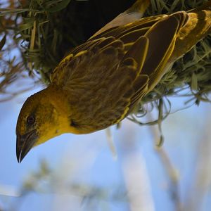 Ploceus melanocephalus