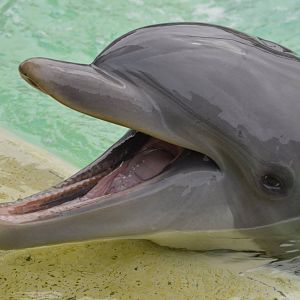 Tursiops truncatus truncatus