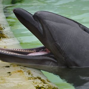 Tursiops truncatus gillii