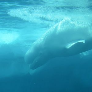 Delphinapterus leucas