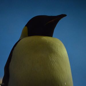 Emperor of Antarctica, Aptenodytes forsteri