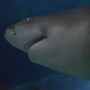 Negaprion brevirostris