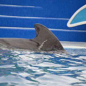 A "short" fin, Globicephala macrorhynchus