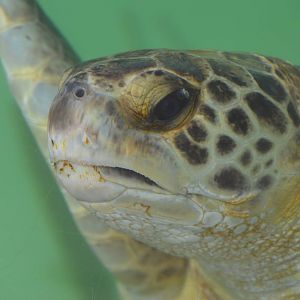 Chelonia mydas