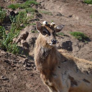 Panolia eldii (not sure of the subspecies)