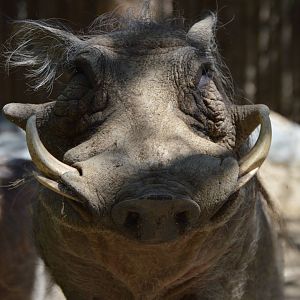 Phacochoerus africanus