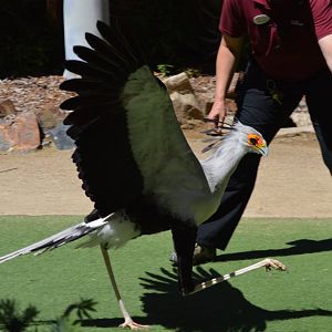 "Welcome to Jurassic Safari Park," Sagittarius serpentarius