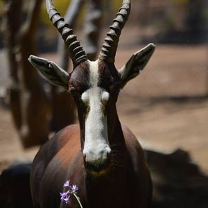 Damaliscus pygargus pygargus