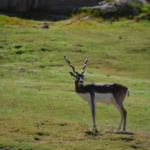 Antilope cervicapra