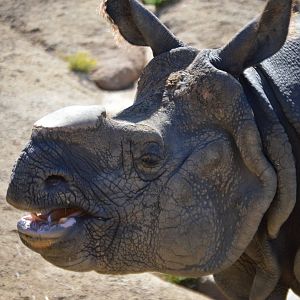 Rhinoceros unicornis