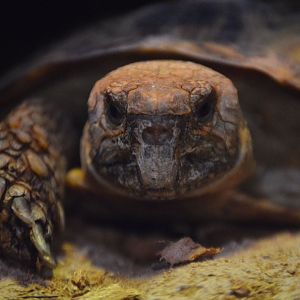 Malacochersus tornieri