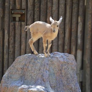 Tiny baby Capra nubiana