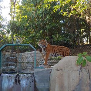Sumatran Tiger