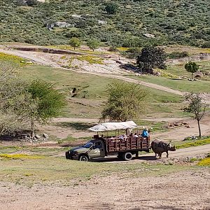 Indian Rhino & Caravan Safari Truck