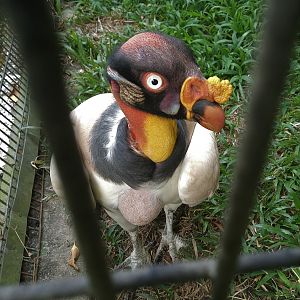 King Vulture
