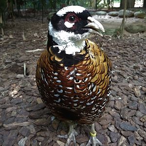 Reeve's Pheasant