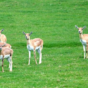 Blackbuck; Whipsnade; 23rd April 2019.