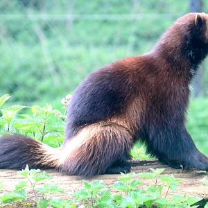 Wolverine; Whipsnade; 23rd April 2019