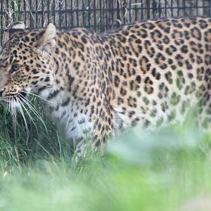 North-Chinese leopard