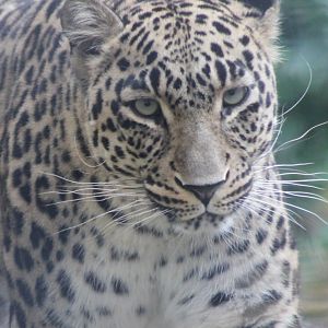 Persian leopard