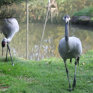European cranes
