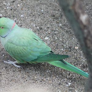 Rose-ringed parakeet