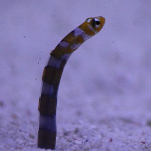 Splendid garden eel - Gorgasia preclara