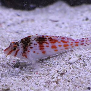 Falco hawkfish -Cirrhitichthys falco