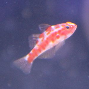 Trimma rubromaculatus