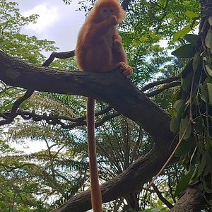 Juvenile Javan Langur
