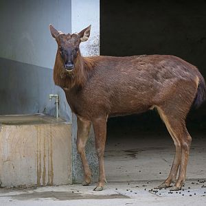 Sambar deer