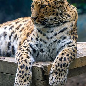 Leopard