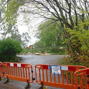 Western grey kangaroo enclosure, April 2019