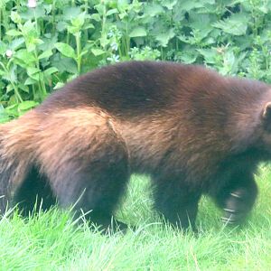 Wolverine; Whipsnade; 23rd April 2019